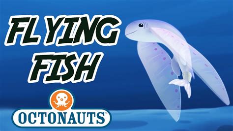 Octonauts Flying Fish Sea Missions With The Octonauts Youtube