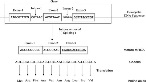 The Arrangement Of Exons And Introns In Eukaryotic Dna Sequence And