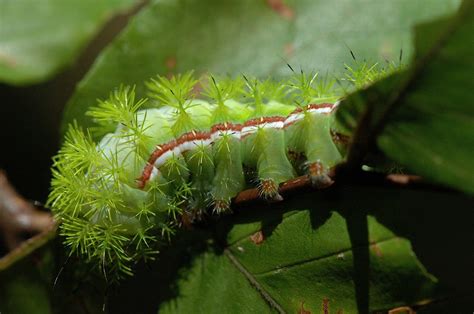 Poisonous Green Caterpillars | www.imgkid.com - The Image Kid Has It!