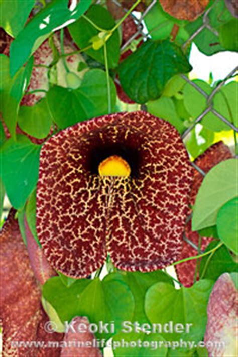 Elegant Dutchman S Pipe Or Calico Flower Aristolochia Littoralis