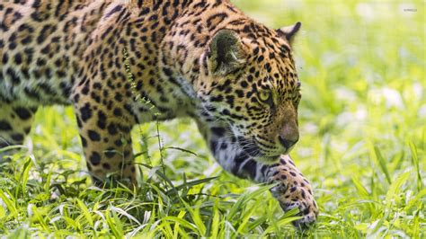 Jaguar hunting wallpaper - Animal wallpapers - #42321