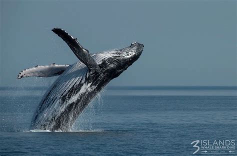 Why do Humpback Whales Breach? – Three Islands Whale Shark Dive