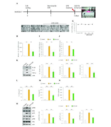 Reduction Of The Expression Of Pro Inflammatory Cytokines In RAW 264 7