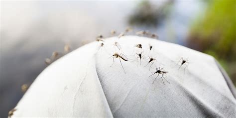 How to Prevent Mosquito Bites - Best Ways to Get Rid of Mosquitos