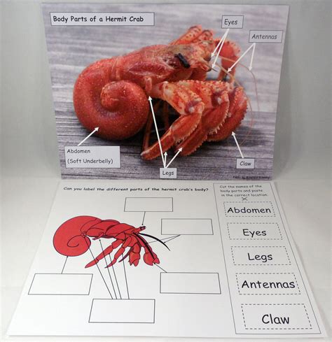 Hermit Crab Body Parts A House For Hermit Crab By Eric Carle Ivy