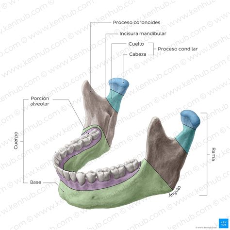 Mand Bula Kenhub Partes De La Mandibula Cabeza Y Cuello Educaci N