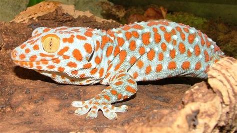 Îngrijire Gecko Tokay una dintre cele mai mari specii de Gecko din