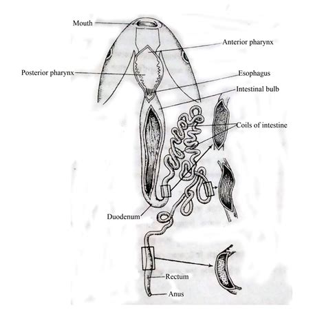 Digestive System Of Fishes Biology Educare