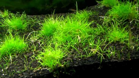 20 Gallon Long Planted Tank Day 30 Dwarf Hairgrass Pre Stone