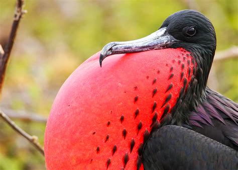 30 Magnificent Frigatebird Facts: Balloon-Throated Aerial Pirates ...