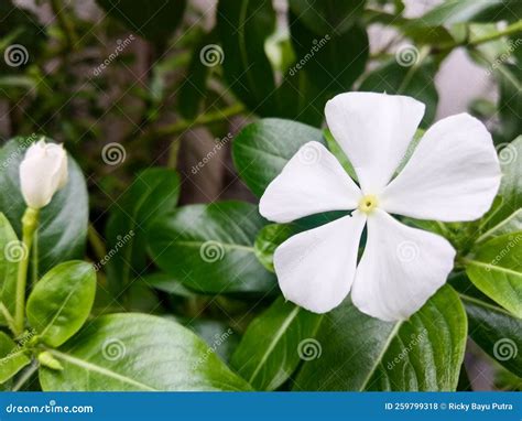 Closeup View Catharanthus Roseus Flower Stock Photo Image Of Color