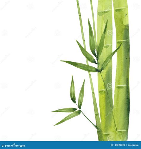 Watercolor Bamboo Branch Stock Illustration Illustration Of China