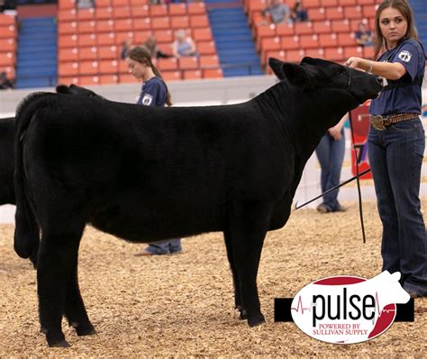 National Jr Maine Anjou Show Bred And Owned Maine Anjou Females