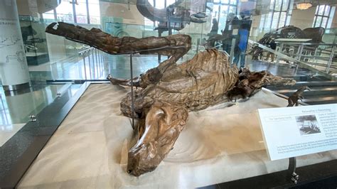 Mummified Dinosaur