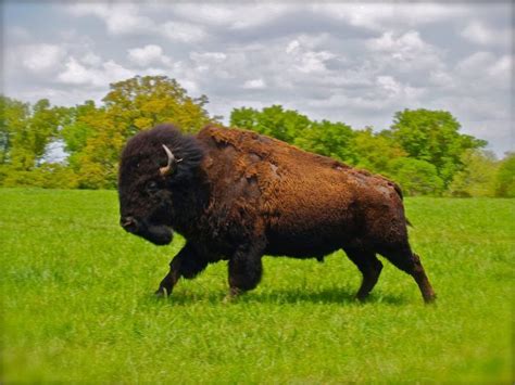 There's A Little Known Unique Ranch In Kansas... And It's Truly ...