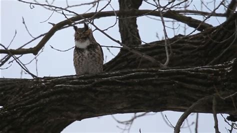 Male Great Horned Owl Hooting 2 25 2022 In Forest Park In St Louis Missouri Usa Youtube