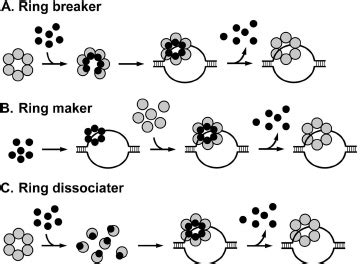 Models for the mechanism of helicase assembly at the origin by various... | Download Scientific ...