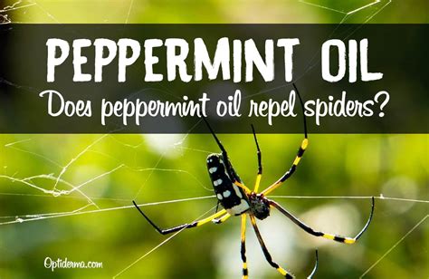 Peppermint Oil For Spiders How To Use It To Repel Spiders