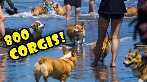 800 Corgis On A Beach Full Day Corgi Con Life After College Ep