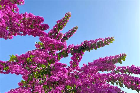 Bougainvillea Plant Care | Bouqs Blog