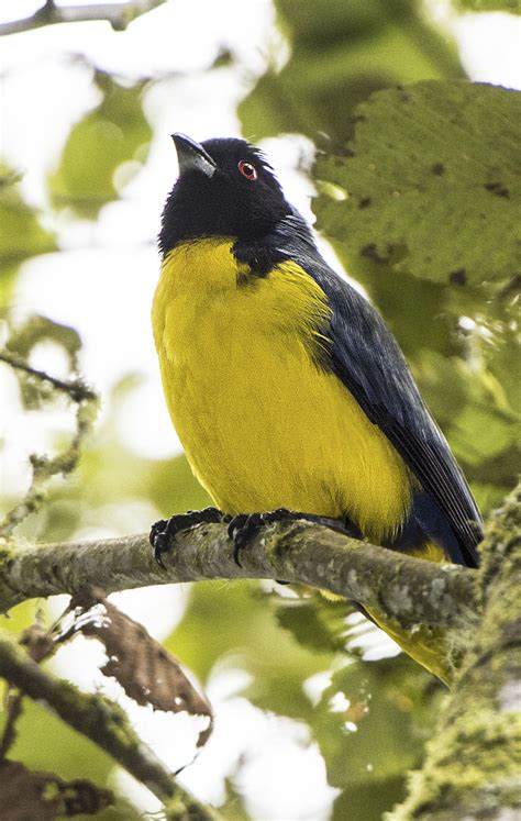 Hooded Mountain Tanager Owen Deutsch Photography