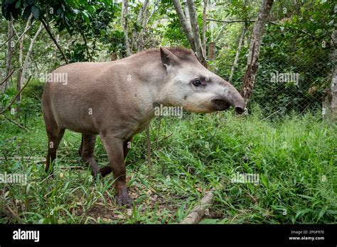 View to big Tapir (Tapirus terrestris) on green rainforest area, REGUA ...