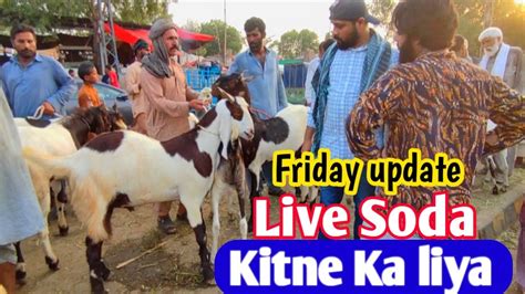 June L Live Soda L Bhai Kitne Ka Liya Lahore Bakra Mandi