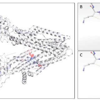 A Tridimensional Structure Of The Cftr Protein As Of The Auk