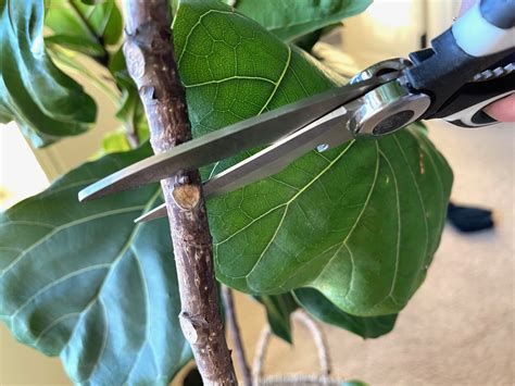 How To Propagate A Fiddle Leaf Fig Cutting Life Love Larson