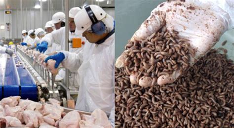 Tyson Foods Closes Meat Plant As It Transitions To Insect Farming