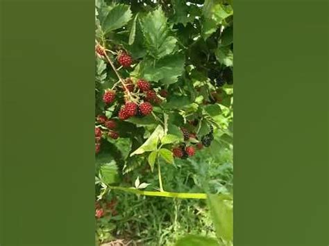 Ежевика Лох-Тей - YouTube