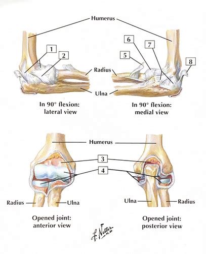 Elbow And Cubital Fossa Flashcards Quizlet