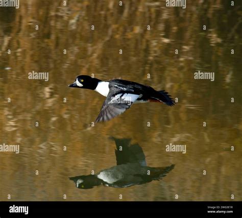 Barrow S Goldeneye Bucephala Islandica In Flight Smith Rocks State