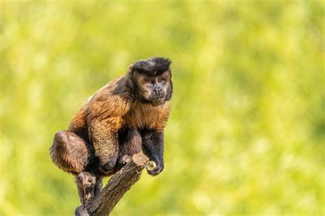 Premium Photo Tufted Capuchin Monkey Sapajus Apella Aka Macaco