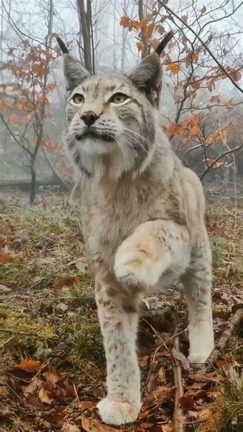 Close encounter with a lynx: An immersive guide by OutdoorAnimalHub