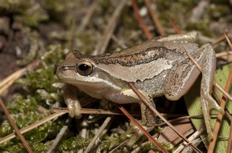 Southern Brown Tree Frog - ClimateWatch Australia- Citizen Science App