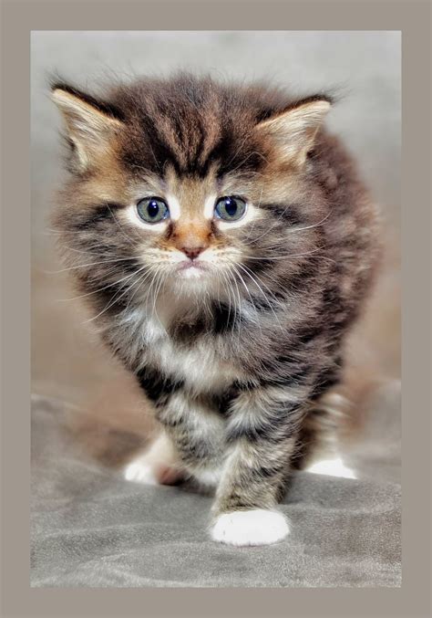 Kitten Cat Child Grumpy Maine - Free photo on Pixabay - Pixabay