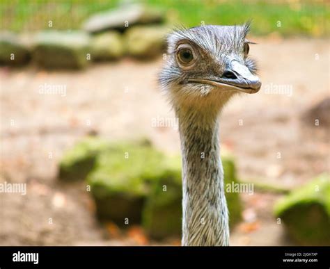 Bird Ostrich With Funny Look Big Bird From Africa Long Neck And Long