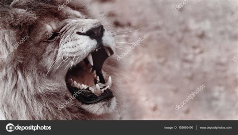 Lion - king animals — Stock Photo © Denisapro #152095490