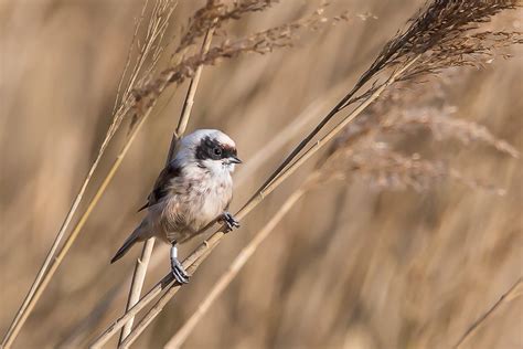 R Miz Penduline Remiz Pendulinus Eurasian Penduline Ti Flickr