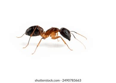 Ant Face Images Stock Photos D Objects Vectors Shutterstock