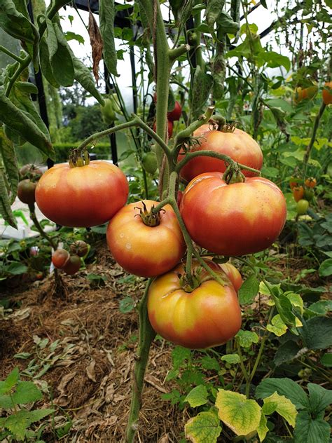 Tomate G Ante D Orenbourg Tomates Tomates G Antes Graines De Tomates