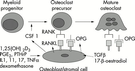 Role Of RANKL And RANK In Bone Loss And Arthritis Annals Of The