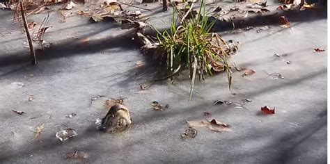 Incredible footage shows alligators frozen in swamp - Pet Rescue Report