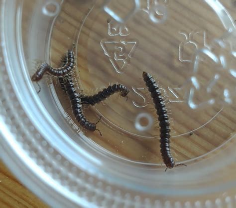 Millipedes Oxidus Gracilis BugGuide Net