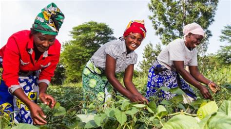 Africas Smallholder Farmers Need Support To Build Resiliency And