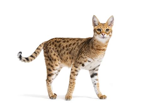 Savannah Cat Breed Information & Characteristics