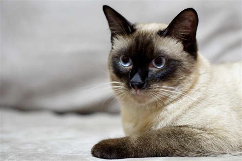 Tonkinese Cat Breed Profile Traits Health Grooming Care Catbounty