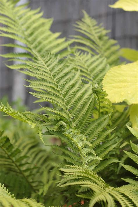 Best Ferns For Containers That You Can Grow Indoors Outdoors Easily