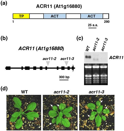 Molecular And Phenotypic Analyses Of Arabidopsis Acr Mutants A